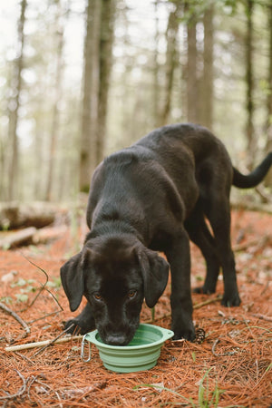 Black lab dog drinking out of green silicone bowl while in the woods.